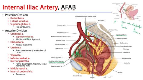 Internal Iliac Artery - M1 Perineum - YouTube