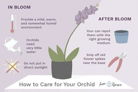 pruning orchids after flowering #Orchids | Orchid plant care, Indoor ...