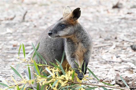 VOLUNTEERING WITH THE CUTEST AUSTRALIAN ANIMALS | Flying The Nest