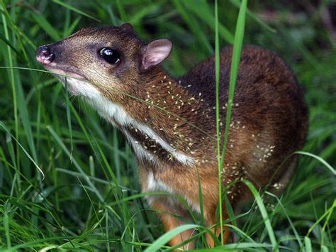 Mouse Deer Cuteness | Featured Creature