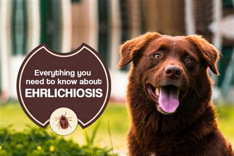 Ehrlichiosis in Dogs: Signs, Symptoms & Prevention