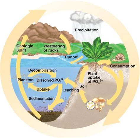 What is the phosphorus cycle? | Socratic