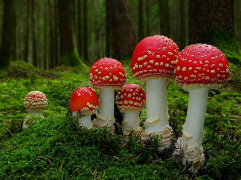 Mushroom poisoning - symptoms and first aid - The Debunking Dietitian ...