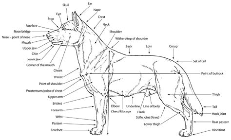 M. Douglas Wray: Dog Anatomy