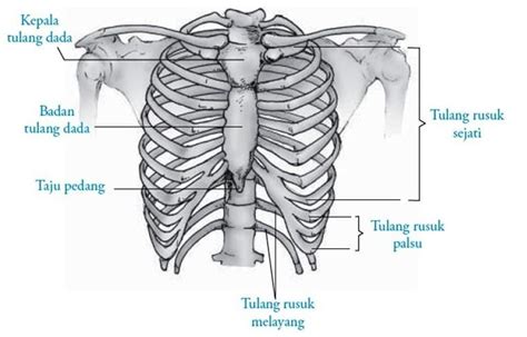 Belajar Biologi! Bagian Anatomi dan Fungsi Tulang Dada Manusia - Serba ...