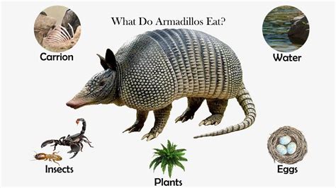 What Do Armadillos Eat? - Feeding Nature