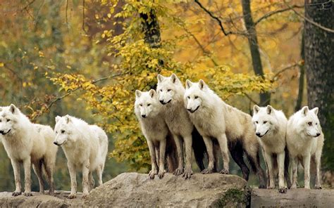 Pack of Wolves Wallpaper - WallpaperSafari