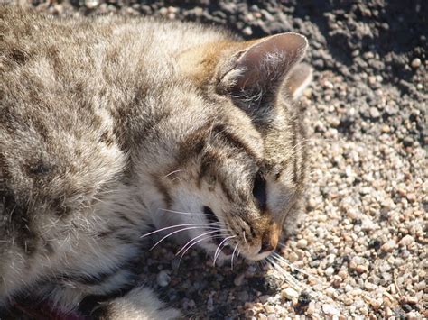 A roadkill cat | p4196293. | By: lostinfog | Flickr - Photo Sharing!