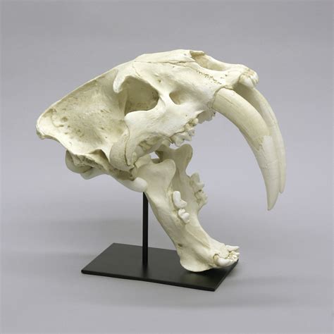 Bone Clones - Authentic Fossil Replicas - Touch of Modern