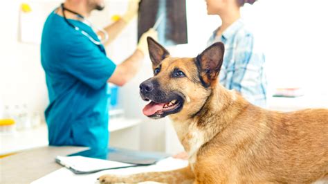 What You Need to Know About Dog Health Care – Doggie Joy