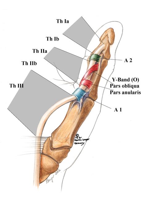 (PDF) Flexor tendon pulleys thumb anatomy zones Langer 2002