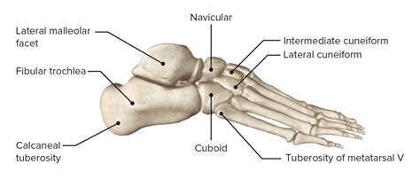 Foot: Anatomy | Concise Medical Knowledge