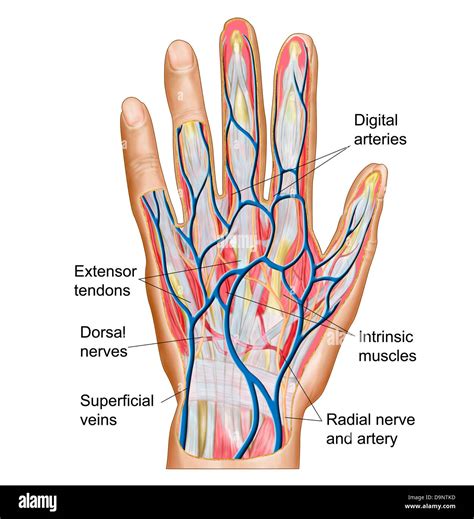 Anatomy of back of human hand Stock Photo - Alamy