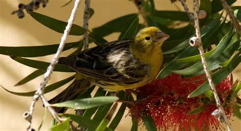 Atlantic Canary | The Animal Facts | Appearance, Diet, Habitat, Lifespan