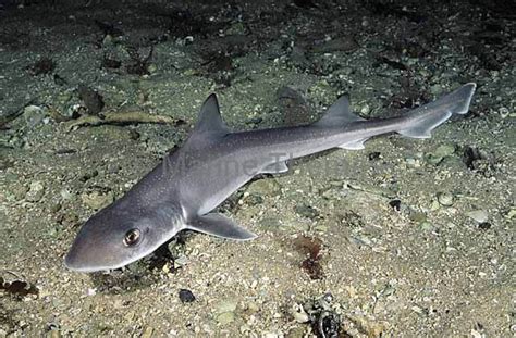 Gummy Shark (Mustelus antarcticus) Juvenile. Commercial species ...