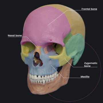 Zygomaticofacial foramen | Skull openings | Head and Neck | Anatomy.app ...