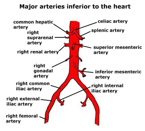 common iliac arteries - Google Search | Arteries anatomy, Celiac artery ...