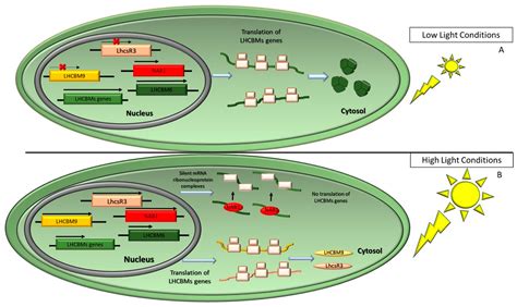 Plants | Free Full-Text | Potential and Challenges of Improving ...