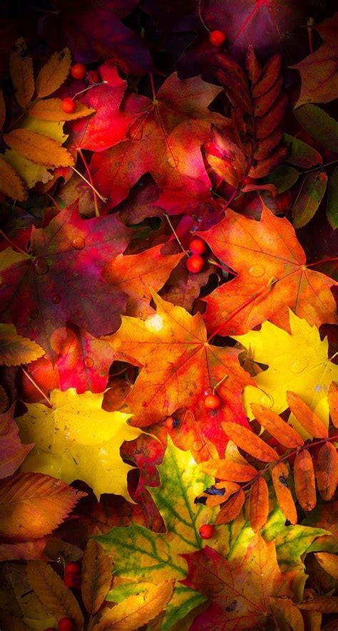 Thanksgiving autumn leaves HD phone wallpaper | Pxfuel