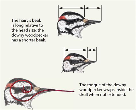 Our Smallest Woodpecker - Images