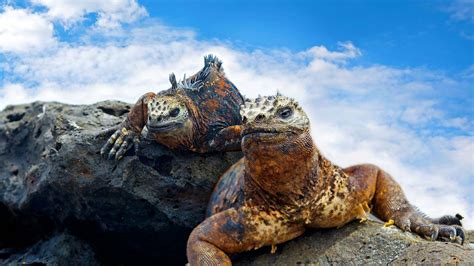 Galapagos Trip Details & Itinerary | WorldStrides Educational Travel