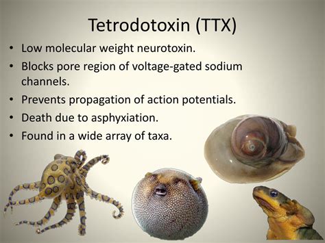 PPT - Tetrodotoxin PowerPoint Presentation, free download - ID:2655304