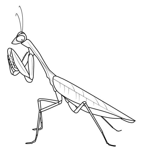 Praying Mantis Coloring Pages - Free Printable Coloring Pages for Kids