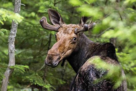 12 Important Animals of North America