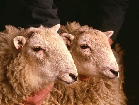 Ban not just animal cloning, but cloned food, feed and imports too, say ...