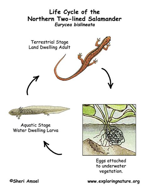 Salamander (Northern Two-lined) Life Cycle