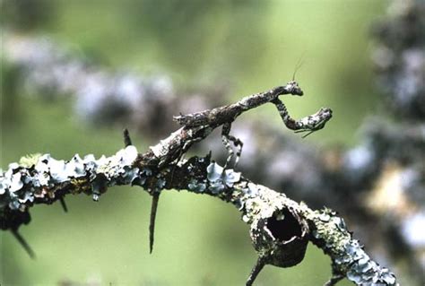 African praying mantis camouflage