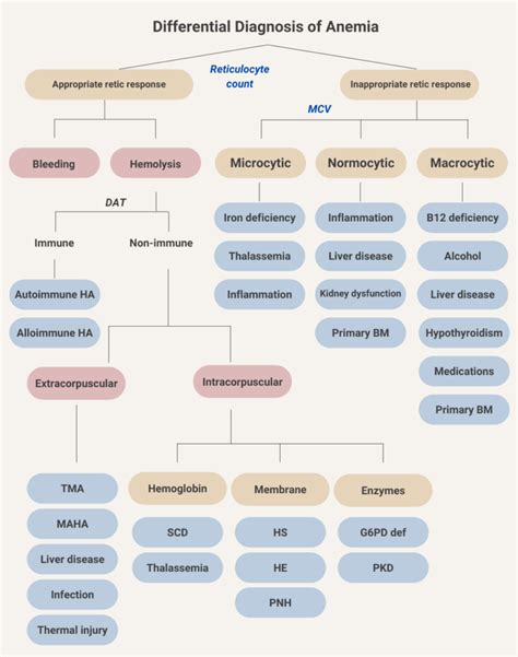 What are causes of hemolysis? • The Blood Project