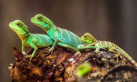 How Do Lizards Mate? - A-Z Animals