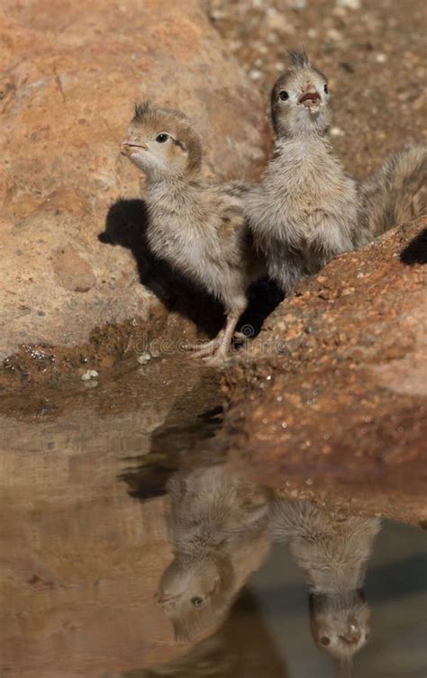 Gambel`s Quail Chicks stock image. Image of arizona - 114820413