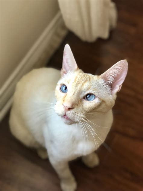 Flame Point Siamese | White Cat | Blue Eyes | Siamese cats blue point ...