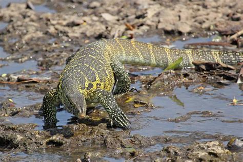 Discover 17 Animals You'll Find in and Along the Nile River - A-Z Animals