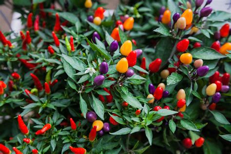 Are ornamental peppers edible?