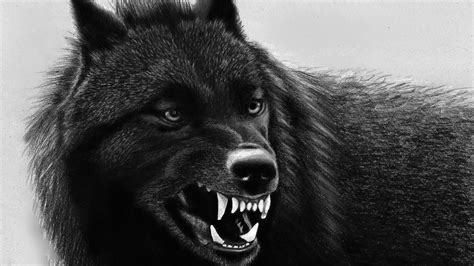 [100+] Black Wolf Bilder | Wallpapers.com