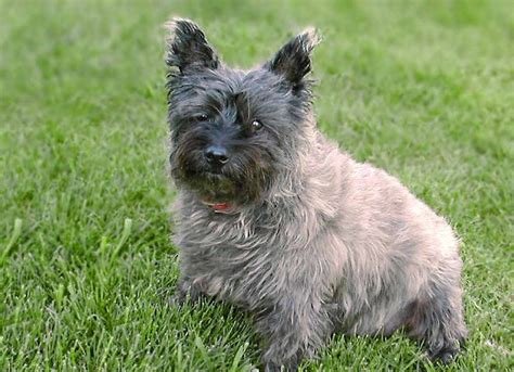 Cairn Terrier - Puppies, Rescue, Pictures, Information, Temperament ...