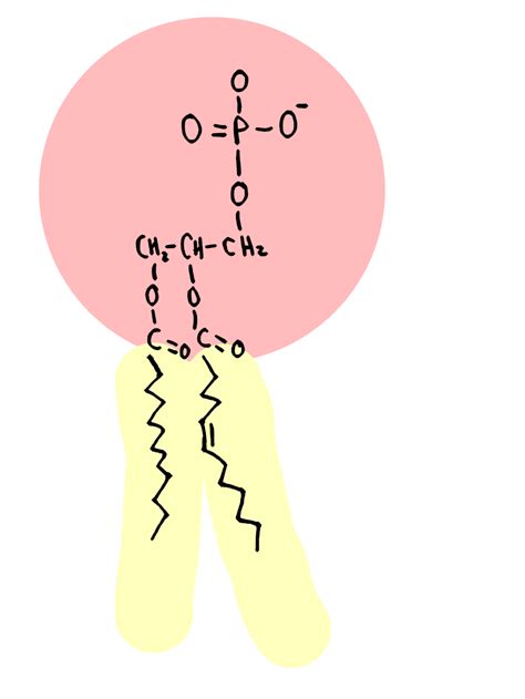 Phospholipid — Structure & Function - Expii