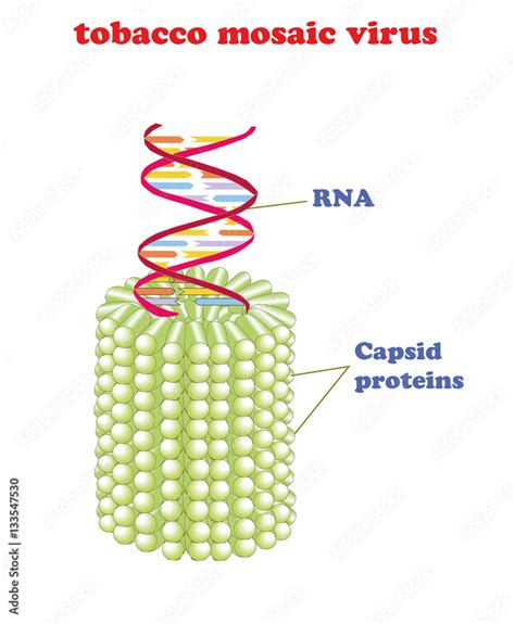 Tobacco mosaic virus with RNA isolated. Schematic vector model of ...