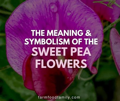 Sweet Pea Flower Meaning and Symbolism - Farm Food Family