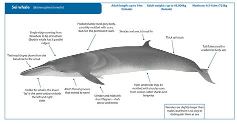 Sei Whale | Whale Watching Handbook