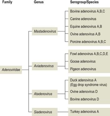 Adenoviridae | Veterian Key