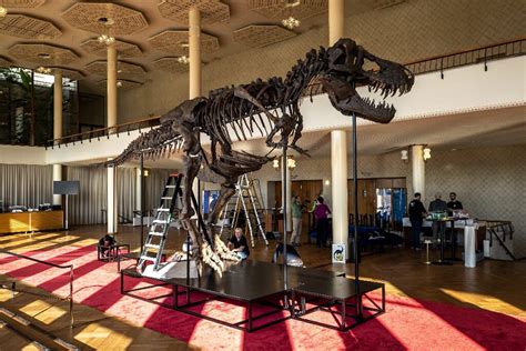 Scientists have bone to pick with T-Rex skeleton set to sell for millions