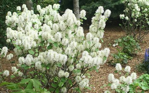 Buy Mount Airy Fothergilla For Sale Online From Wilson Bros Gardens