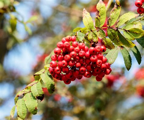 Red Berries On Rowan Tree Free Stock Photo - Public Domain Pictures