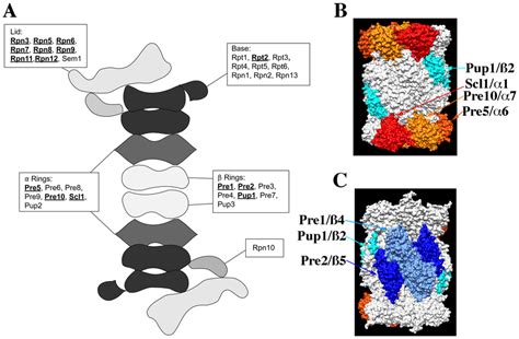 The structure of the proteasome and the locations of subunits whose ...