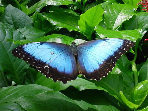 Black and Blue Butterfly Photograph by Pour Your heART Out Artworks ...