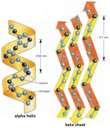 Protein secondary structure; α helix and β sheet (Alberts et al., 2002 ...